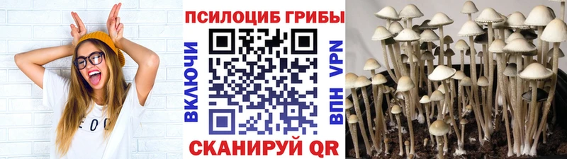сколько стоит Москва Псилоцибиновые грибы Psilocybine cubensis